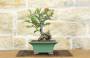 4 - Bonsai di Cotogno Giapponese (18).