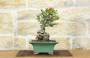 5 - Bonsai di Cotogno Giapponese (18).