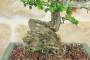 6 - Bonsai di Cotogno Giapponese (18).