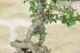 7 - Bonsai di Cotogno Giapponese (18).
