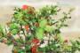 9 - Bonsai di Cotogno Giapponese (18).