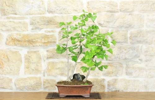 2 - Bonsai di Ginkgo Biloba (1).