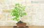 4 - Bonsai di Ginkgo Biloba (1).