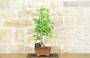 5 - Bonsai di Ginkgo Biloba (1).
