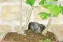 6 - Bonsai di Ginkgo Biloba (1).