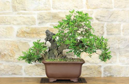 2 - Bonsai di Lentisco (67)