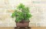 3 - Bonsai di Lentisco (67)
