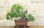 4 - Bonsai di Lentisco (67)