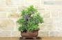 5 - Bonsai di Lentisco (67)