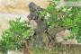 6 - Bonsai di Lentisco (67)