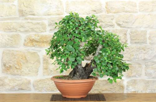 2 - Pre bonsai yamadori di Ciliegio (1)
