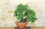 2 - Pre bonsai yamadori di Ciliegio (1)