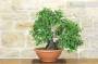 3 - Pre bonsai yamadori di Ciliegio (1)