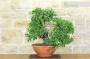 4 - Pre bonsai yamadori di Ciliegio (1)