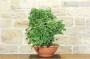 5 - Pre bonsai yamadori di Ciliegio (1)