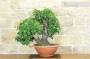 6 - Pre bonsai yamadori di Ciliegio (1)