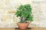 7 - Pre bonsai yamadori di Ciliegio (1)
