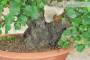 8 - Pre bonsai yamadori di Ciliegio (1)