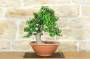 2 - Pre bonsai yamadori di Phillyrea (5)