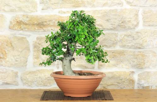 2 - Pre bonsai yamadori di Phillyrea (5)