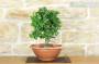 3 - Pre bonsai yamadori di Phillyrea (5)