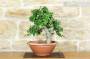 4 - Pre bonsai yamadori di Phillyrea (5)