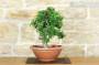 5 - Pre bonsai yamadori di Phillyrea (5)