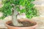 6 - Pre bonsai yamadori di Phillyrea (5)