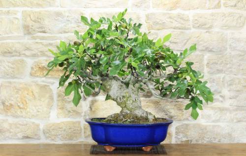 Bonsai di Fico (77)