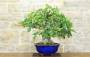 3 - Bonsai di Fico (77)
