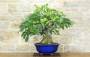 5 - Bonsai di Fico (77)