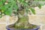 7 - Bonsai di Fico (77)