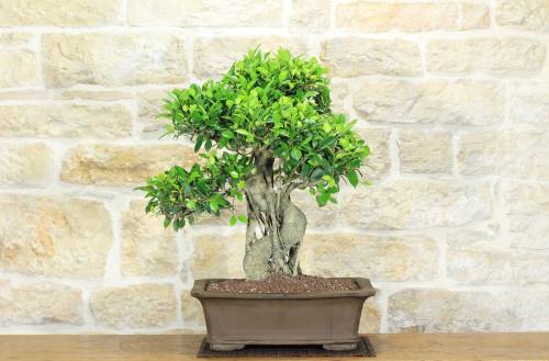 2 - Bonsai di Ficus Retusa (164)