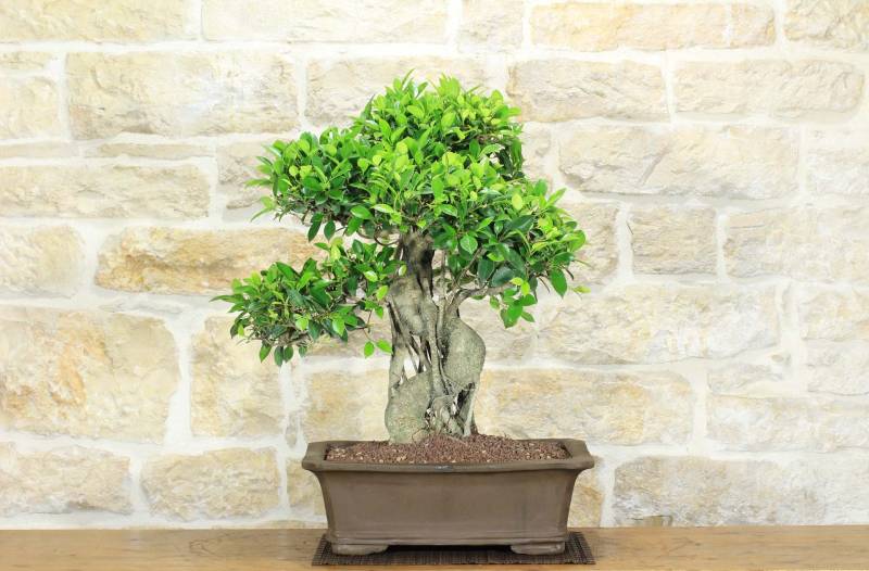 2 - Bonsai di Ficus Retusa (164)