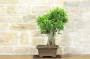 3 - Bonsai di Ficus Retusa (164)