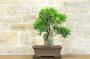 4 - Bonsai di Ficus Retusa (164)