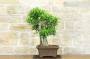 5 - Bonsai di Ficus Retusa (164)