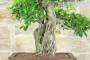 6 - Bonsai di Ficus Retusa (164)