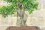 7 - Bonsai di Ficus Retusa (164)