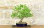 2 - Bonsai di Frassino (1).