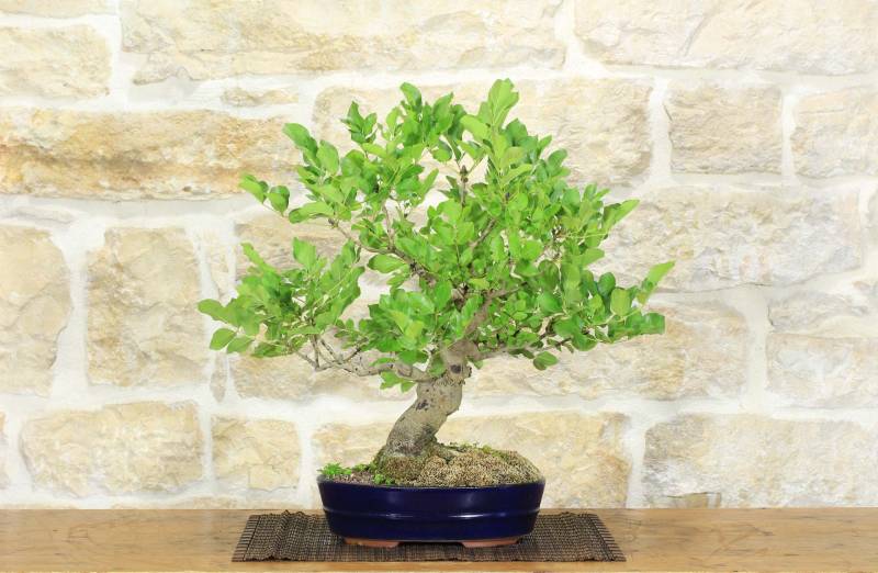 2 - Bonsai di Frassino (1).