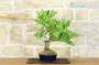 3 - Bonsai di Frassino (1).