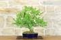 4 - Bonsai di Frassino (1).
