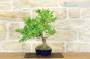 5 - Bonsai di Frassino (1).