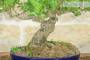 6 - Bonsai di Frassino (1).