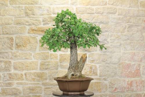 2 - Bonsai Yamadori di Quercia Roverella (1)