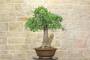 2 - Bonsai Yamadori di Quercia Roverella (1)