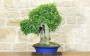2 - Bonsai di Bagolaro (17)