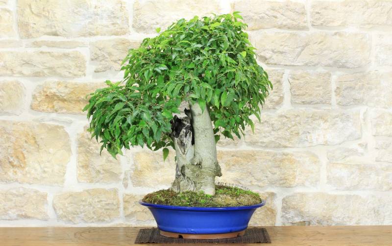 2 - Bonsai di Bagolaro (17)