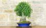 3 - Bonsai di Bagolaro (17)